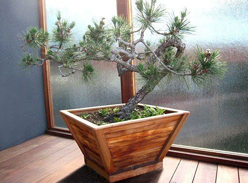 The Bonsai Planters  Built to Last Decades Forever Redwood