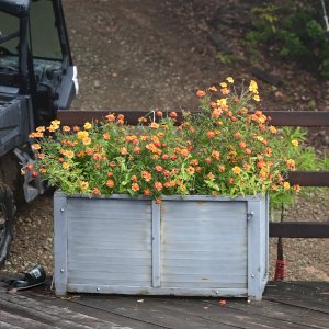 Container Gardening - Bosque