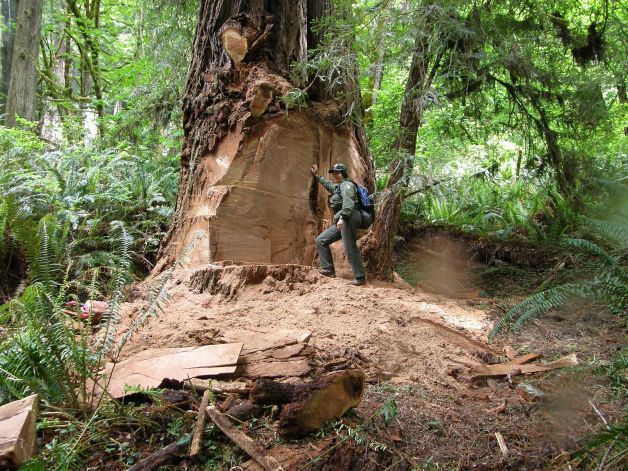 redwood burl biologist hines redwoods poachers poaching burls